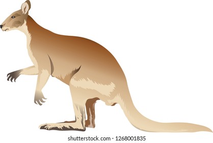 Kangaroo or Wallabi Side View - Vetor Illustration