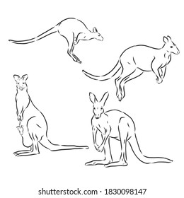 kangaroos jump in graphics on a white background vector, kangaroo, vector sketch illustration