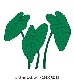 kangkung leaf vector icon colour
