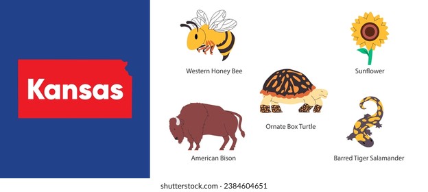 Kansas states with symbol icon of sunflower American bison ornate box turtle barred tiger salamander honey bee  illustration