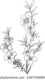 Kanuka flower botanical sketch illustration