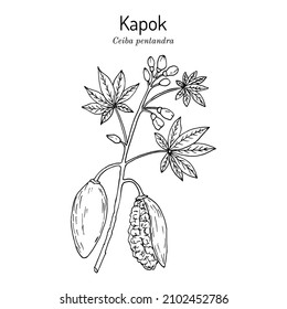 Kapok Or Java Cotton (Ceiba Pentandra ), Medicinal Plant. Hand Drawn Botanical Vector Illustration