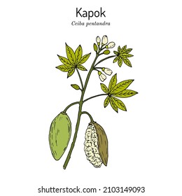 Kapok Or Java Cotton (Ceiba Pentandra ), Medicinal Plant. Hand Drawn Botanical Vector Illustration