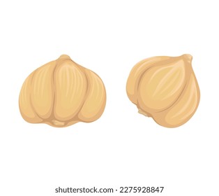 Kapulaga aka Cardamom Herb Spice Symbol Cartoon illustration vector