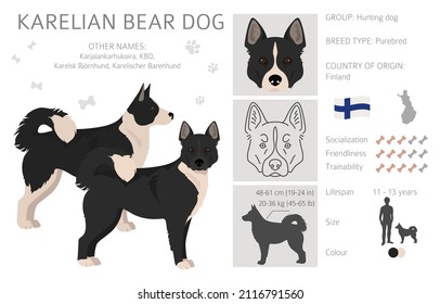 Karelian bear dog clipart. Different poses, coat colors set.  Vector illustration