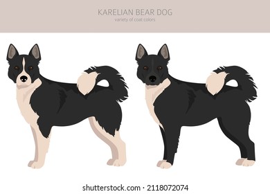 Karelian bear dog clipart. Different poses, coat colors set.  Vector illustration