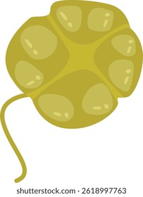 karenia brevis microscopic vector illustration