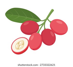 Karonda Fruit Vector Illustration. Fresh Pink and Red Carissa Carandas Berries with Green Leaves Isolated on White Background. Also known as Bengal Currant.