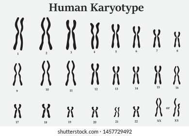 Karyotype of normal human chromosome illustration vector