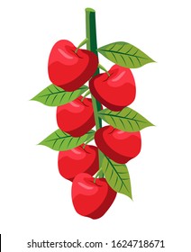 kashmir apple tree branch isolated vector illustration