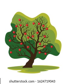 kashmir apple tree isolated vector illustration