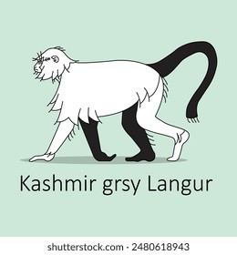 Kashmir Grey Langur Icon: Rare Primate Wildlife Illustration with editable stroke.