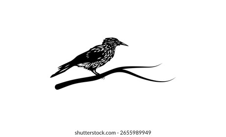 Pájaro cascanueces de Cachemira, silueta aislada negra 