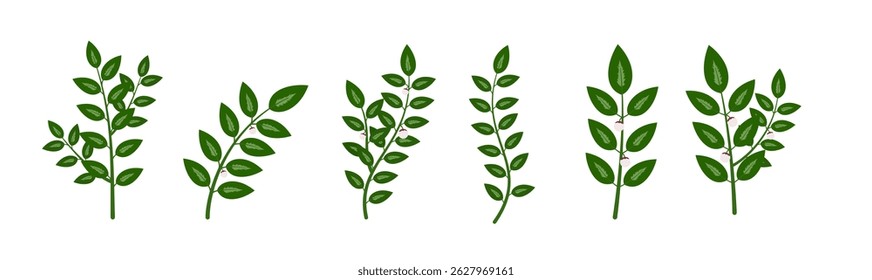 Ilustración vectorial de hojas de katuk (Sauropus androgynus) - Clipart de plantas herbarias para Diseños de salud y Naturaleza