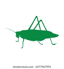 katydid grasshopper icon illustration design