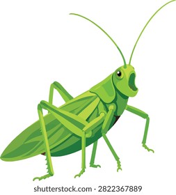 katydid singing with antennae lifted, three-quarter view, full body insect, bug, vector illustration