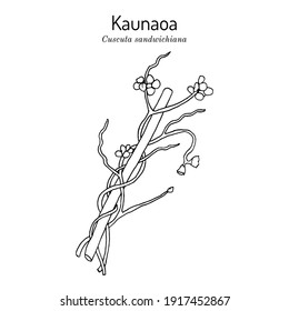 Kaunaoa (Cuscuta sandwichiana), Hawaii Island of Lanai Official Lei Material. Hand drawn botanical vector illustration