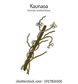 Kaunaoa (Cuscuta sandwichiana), Hawaii Island of Lanai Official Lei Material. Hand drawn botanical vector illustration