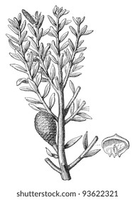 Kauri (Dammara australis) / vintage illustration from Meyers Konversations-Lexikon 1897