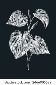Kava Kava sketch. Apothecary plant drawing. Herbal remedies, medicinal plants, natural medicine hand-drawn vector illustration on chalkboard. NOT AI generated