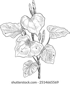 ilustração do esboço botânico da planta de kawakawa piper excelsum