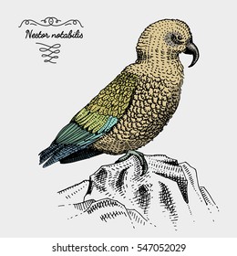 kea bird new zealand engraved, hand drawn vector illustration in woodcut scratchboard style, vintage drawing species. nestor notabilis.
