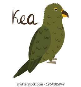 Kea parrot in cartoon style on white background. Vector hand drawn illustration. Nestor notabilis.