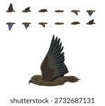 Kea Parrot Flying Animation Sequence Cartoon Vector