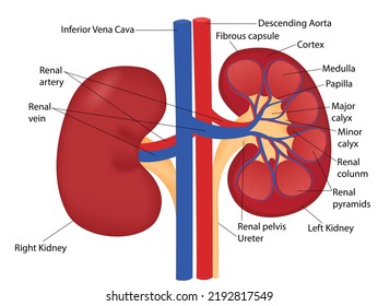 Kedney Anatomy Pointers Vector Illustration Stock Vector (Royalty Free ...