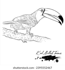 Keel Billed Toucan, realistic bird sketch vector illustration