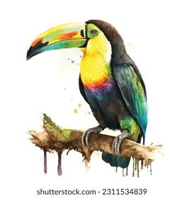 Keel billed Toucan watercolor painting