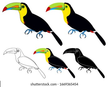 keel billed toucans bird colored