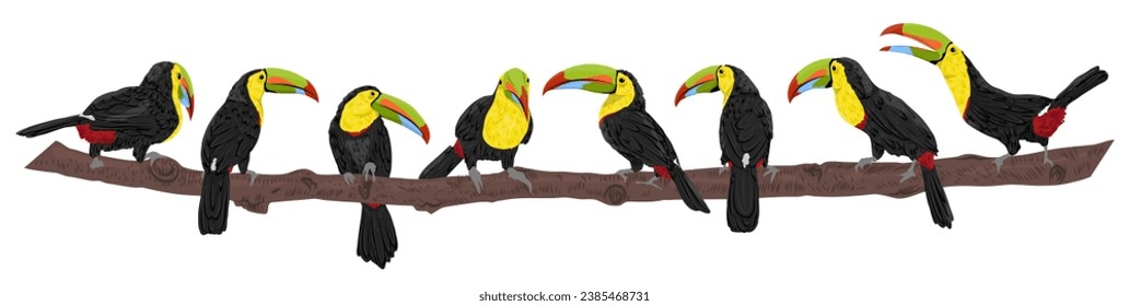 Keel-billed toucan set. Toucans of Latin America Ramphastos sulfuratus in different poses. National bird of Belize. Realistic vector jungle birds