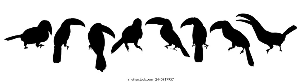 Keel-billed toucan silhouettes set. Toucans of Latin America Ramphastos sulfuratus in different poses. National bird of Belize. Realistic vector jungle birds