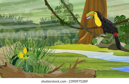 Keel-billed toucan sits on a vine over a stream. Jungle. Realistic vector landscape.