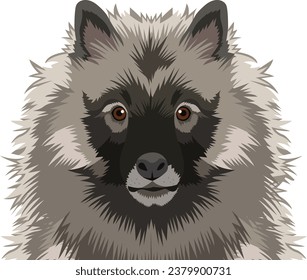 Keeshond Dog Face isolated vector illustration