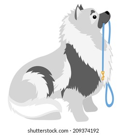 A Keeshond sitting with a leash in its mouth waiting to go for a walk