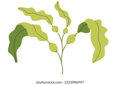 Kelp algae leaf element isolated on white background. Edible seaweed illustration.
