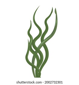 Kelp algae vector stock illustration. Green sea cabbage leaves. An underwater plant of the ocean and aquarium. Isolated on a white background.