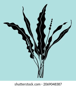 Kelp. Black vector silhouette of algae isolated on light green background.