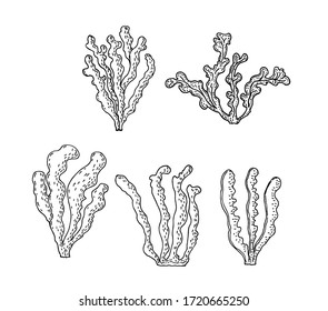 Kelp, Brown algae vector illustration. Isolated drawing on white background. Superfood object. Organic healthy food sketch.