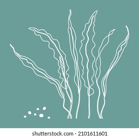 Kelp. Contour of seaweed leaves with a white line. Vector illustration isolated on a green background.