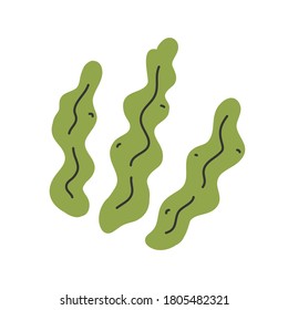 Kelp isolated, seaweed leaves icon, hand drawn vector illustration, healthy foods ingredient