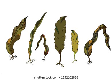 Kelp leaves hand-drawing vector illustration on a white background