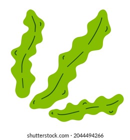 Kelp. Sea cabbage. Green leaves of laminaria. Edible algae. Vegetarianism and natural food. Flat cartoon illustration