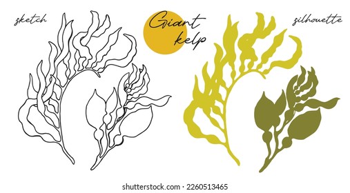 Kelp. Super food hand drawn sketch vector illustration.