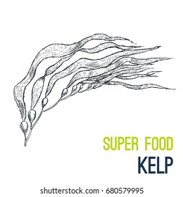 Kelp. Super Food Hand Drawn Sketch Vector Illustration.