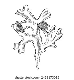 Kelp Vector line art. Outline under water plant. Hand drawn Seaweed graphic clipart. Linear drawing on isolated background. Black alga illustration. Sea weeds at the bottom sketch
