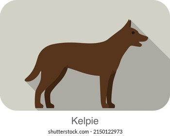 Kelpie dog standing side, walking, dog breed series