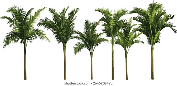 Kentia palm, Howea forsteriana tree isolated, tropical foliage, indoor plant, thatch palm, palm court palm, vector illustration, exotic greenery, houseplant, garden design, nature.